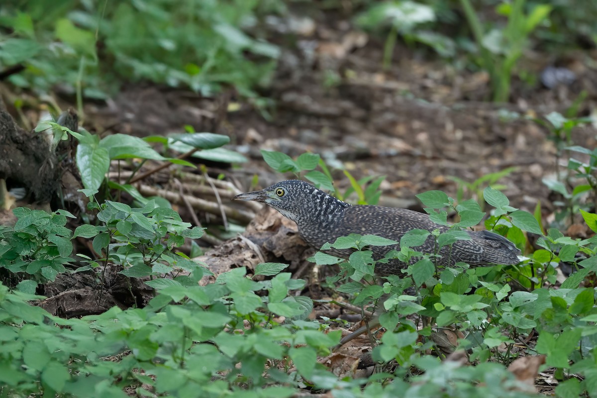 Malayan Night Heron - ML629985045