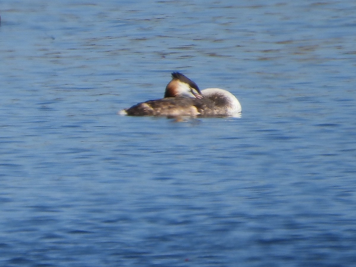 Отгот шунгуур - ML629985180