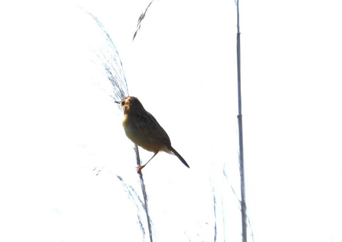 Golden-headed Cisticola - ML629985191