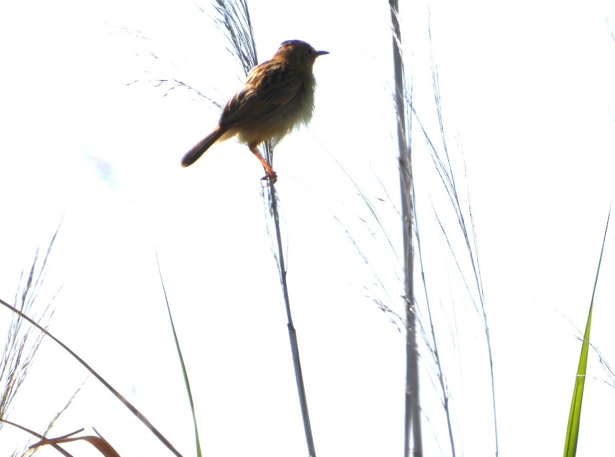 Golden-headed Cisticola - ML629985193