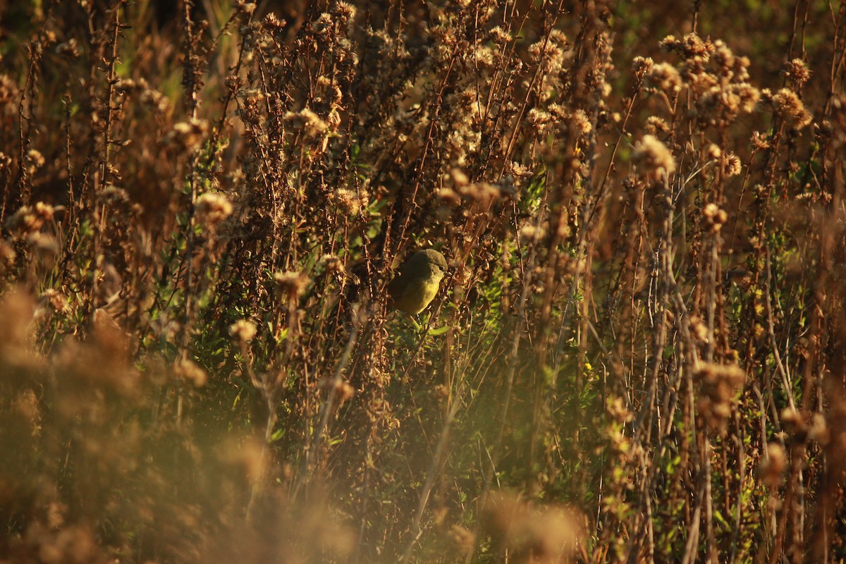 Orange-crowned Warbler - ML629985215
