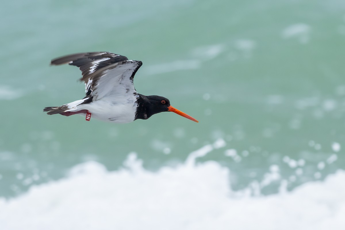 South Island Oystercatcher - ML629985281
