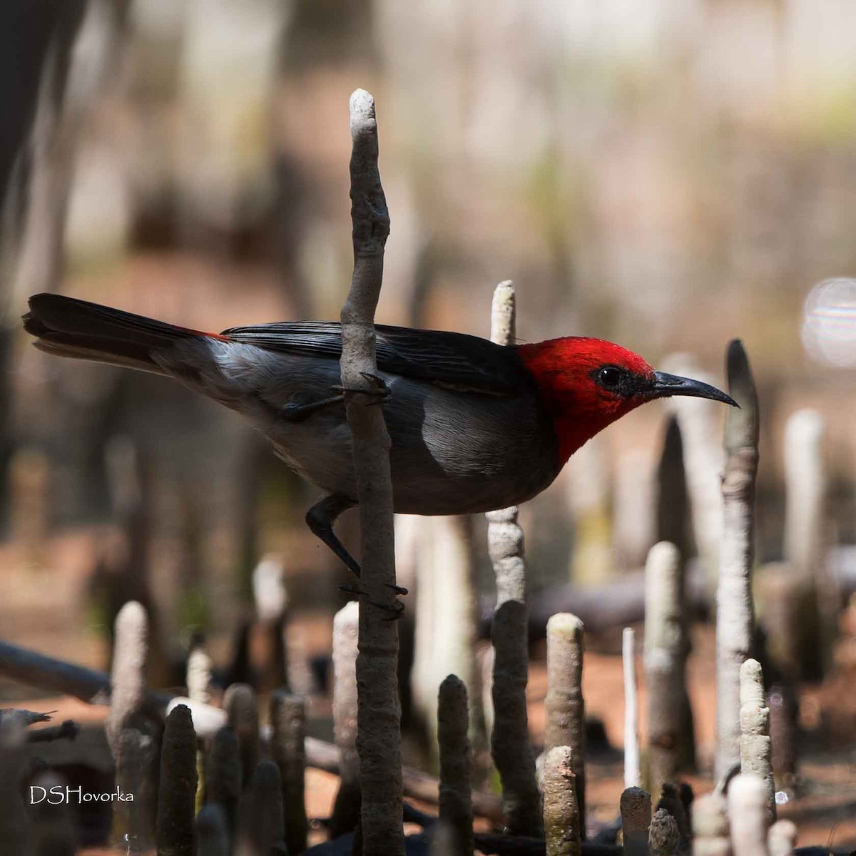 Red-headed Myzomela - Nancy Auerbach and  Dirk Hovorka