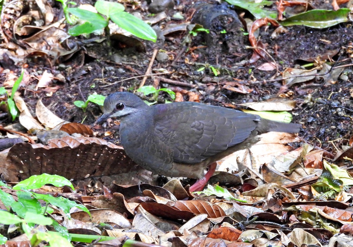 Purplish-backed Quail-Dove - ML629985340