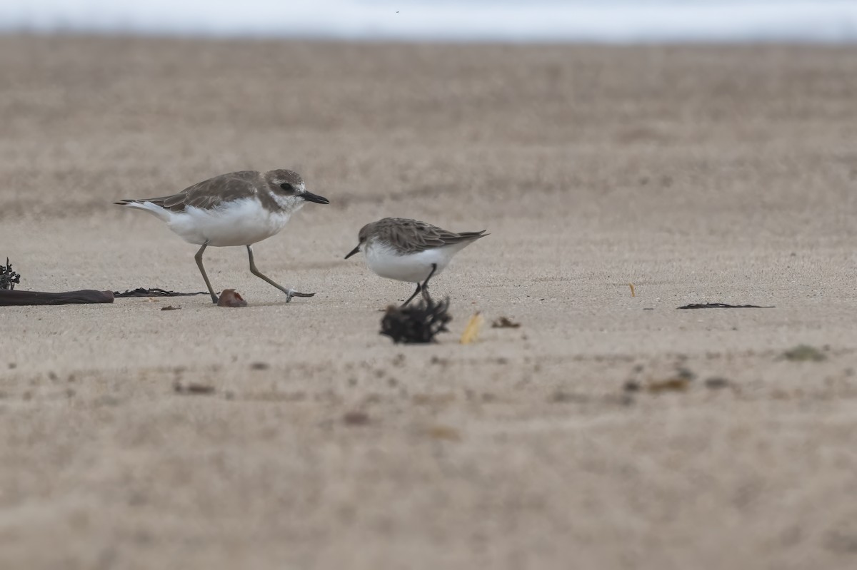 Greater Sand-Plover - ML629985439