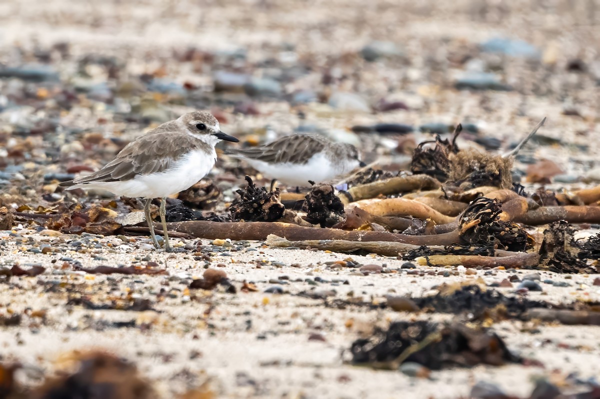 Greater Sand-Plover - ML629985440