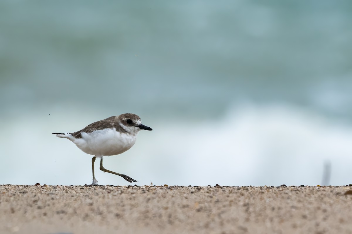 Greater Sand-Plover - ML629985441