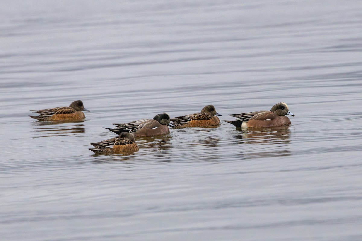 American Wigeon - ML629985502
