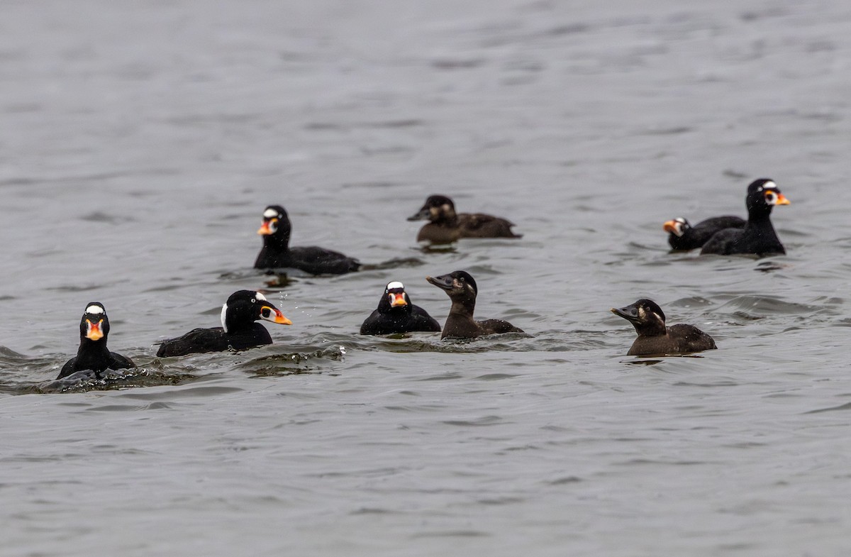 Surf Scoter - ML629985505