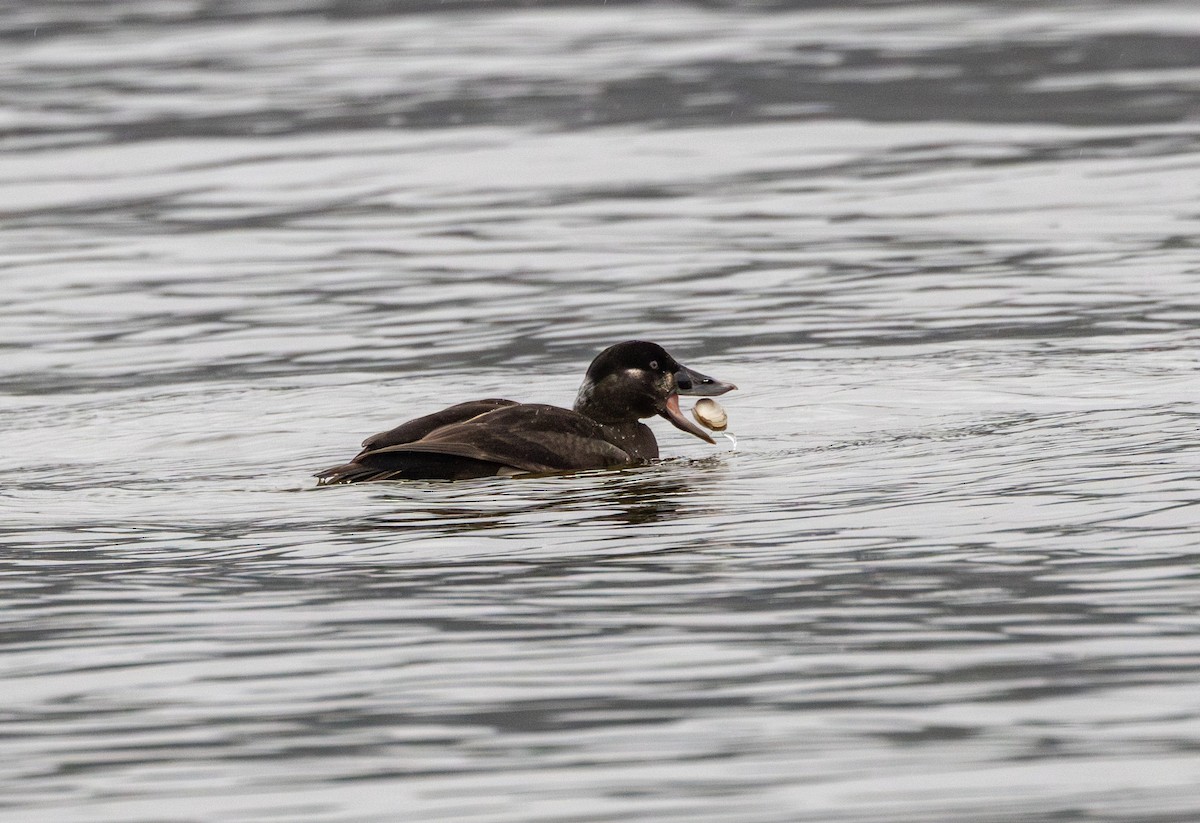 Surf Scoter - ML629985507