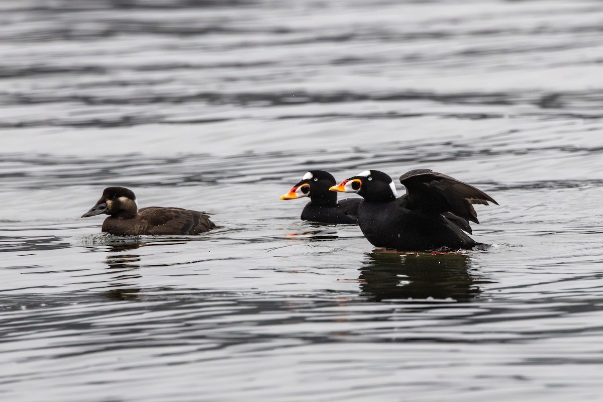 Surf Scoter - ML629985515