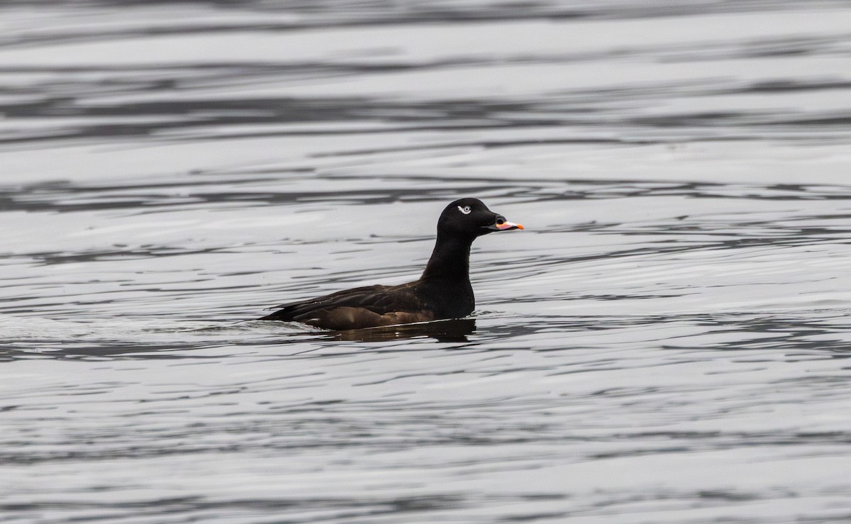White-winged Scoter - ML629985521