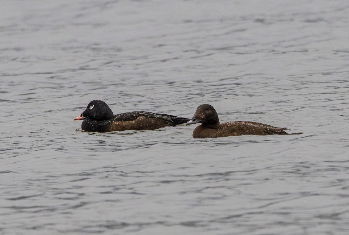 White-winged Scoter - ML629985530