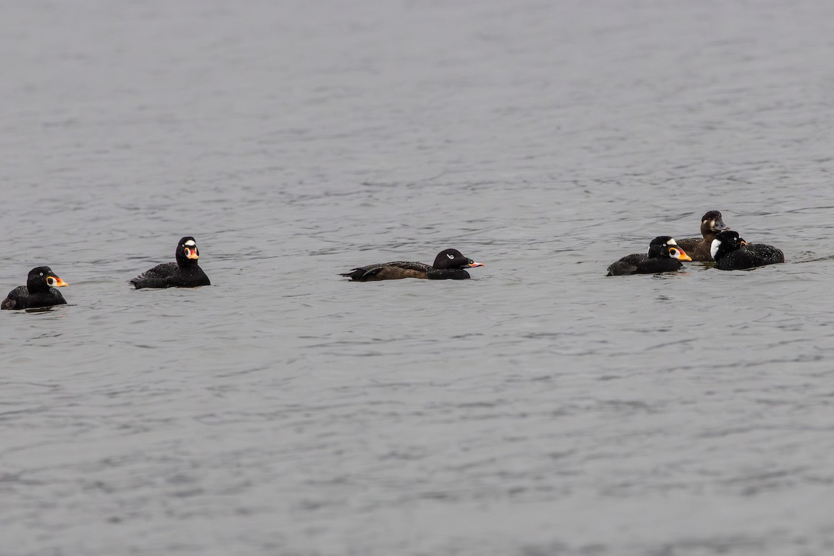 White-winged Scoter - ML629985539