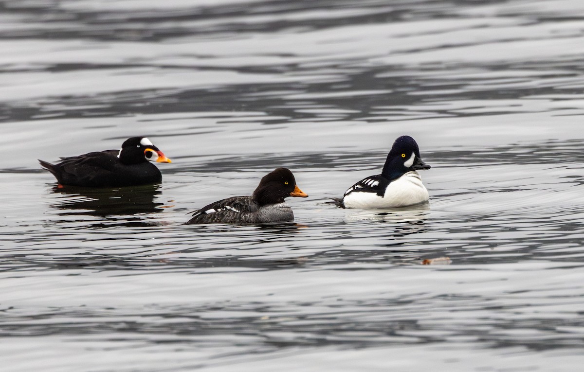 Barrow's Goldeneye - ML629985543