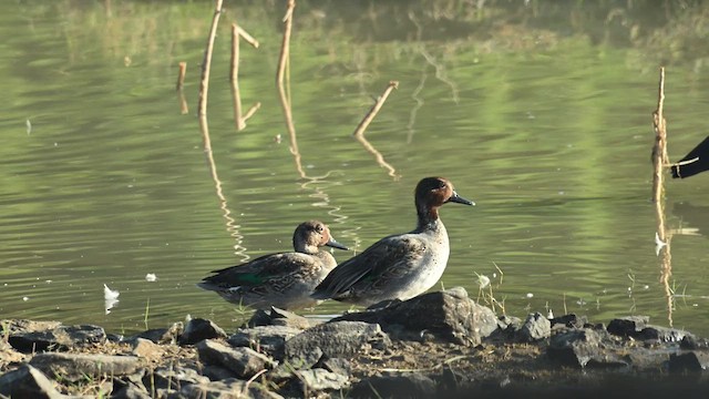 Green-winged Teal (Eurasian) - ML629985637