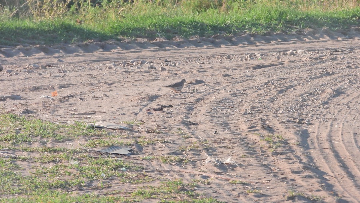 Picui Ground Dove - ML629985822