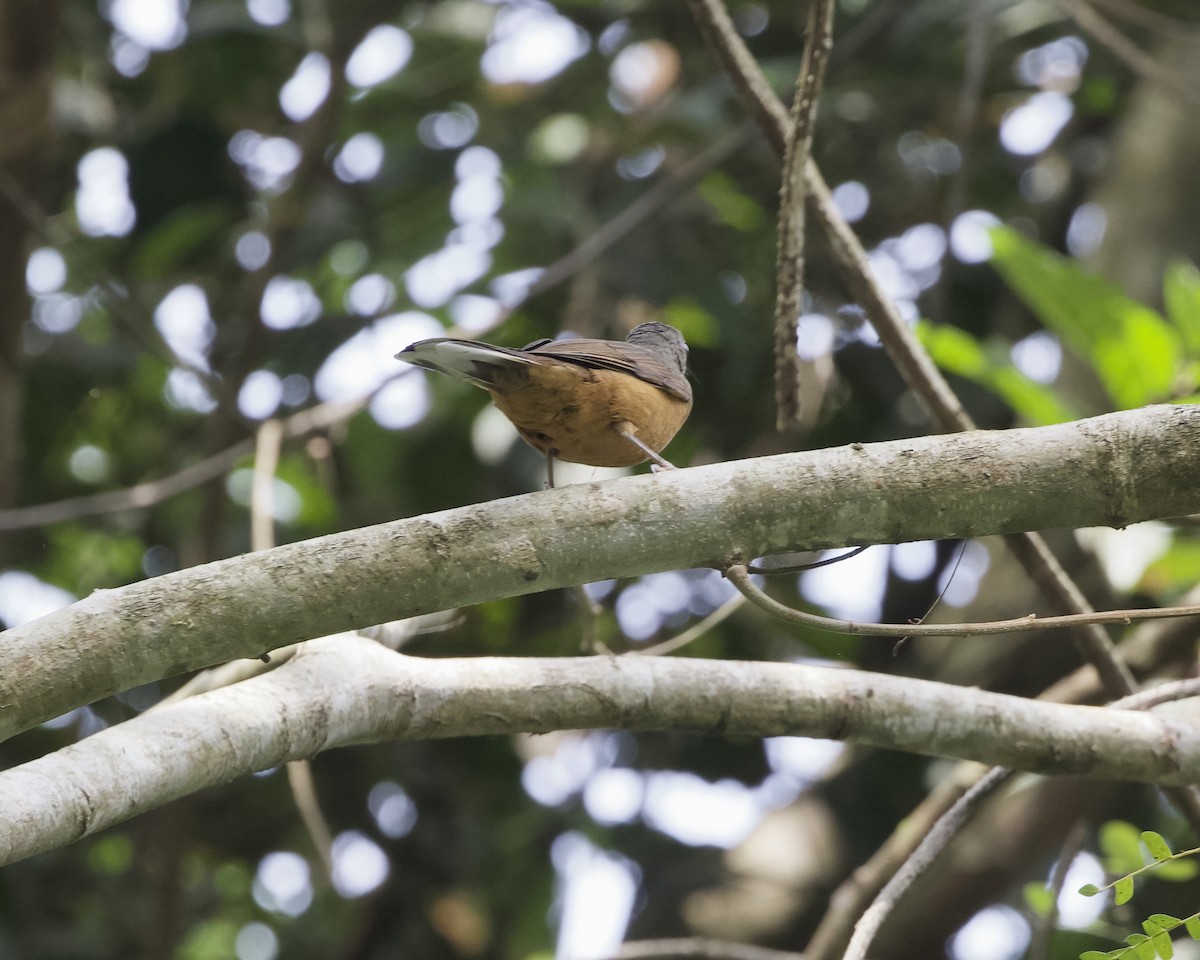 Finsch's Flycatcher-Thrush - ML629985861