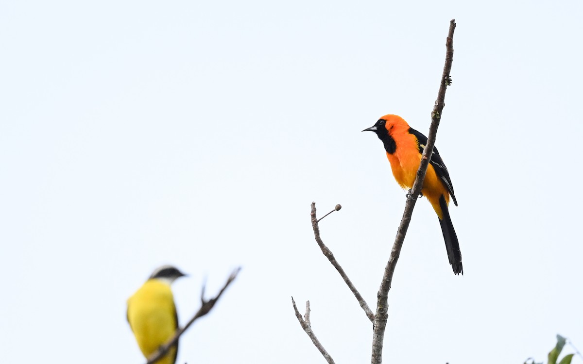 Hooded Oriole (igneus) - ML629985877