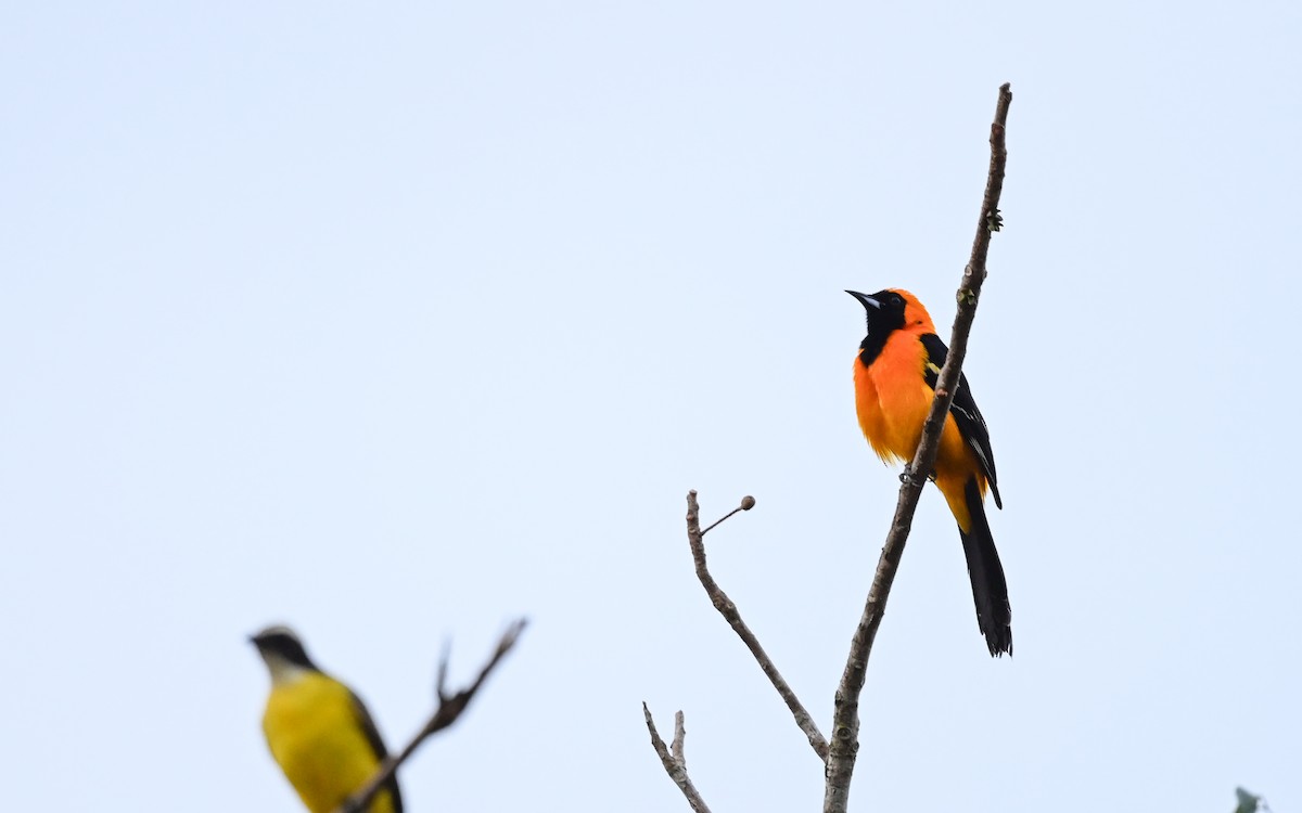 Hooded Oriole (igneus) - ML629985878