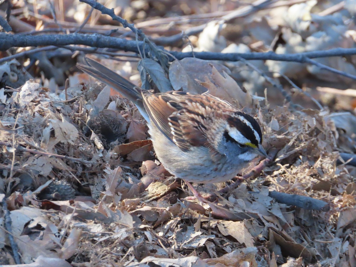 White-throated Sparrow - ML629986292