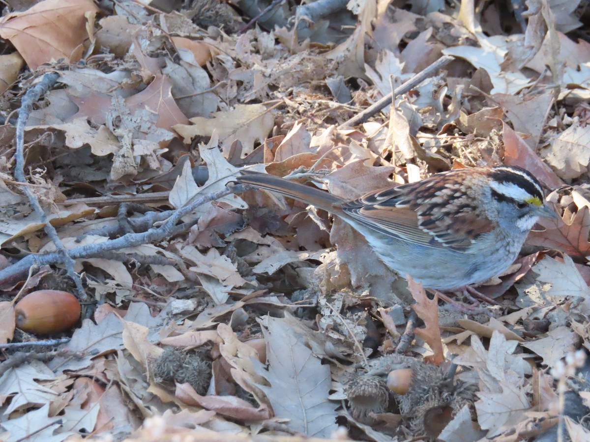 White-throated Sparrow - ML629986293