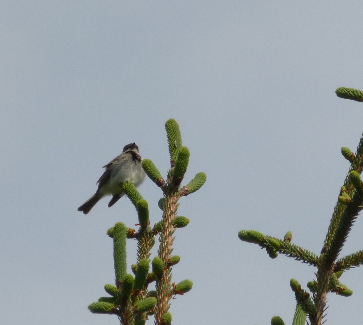 tyranovec domácí - ML629986861