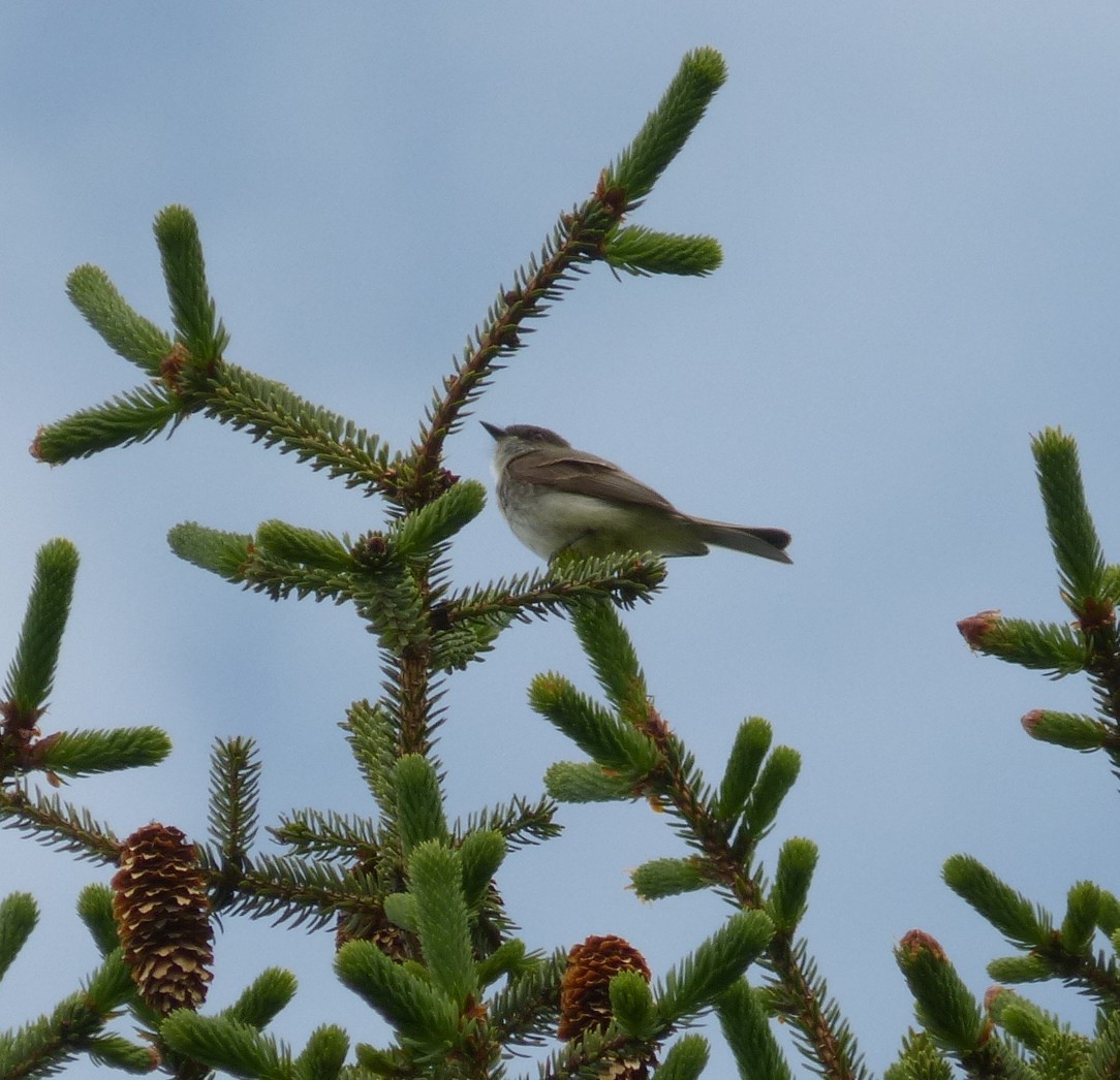 tyranovec domácí - ML629986862