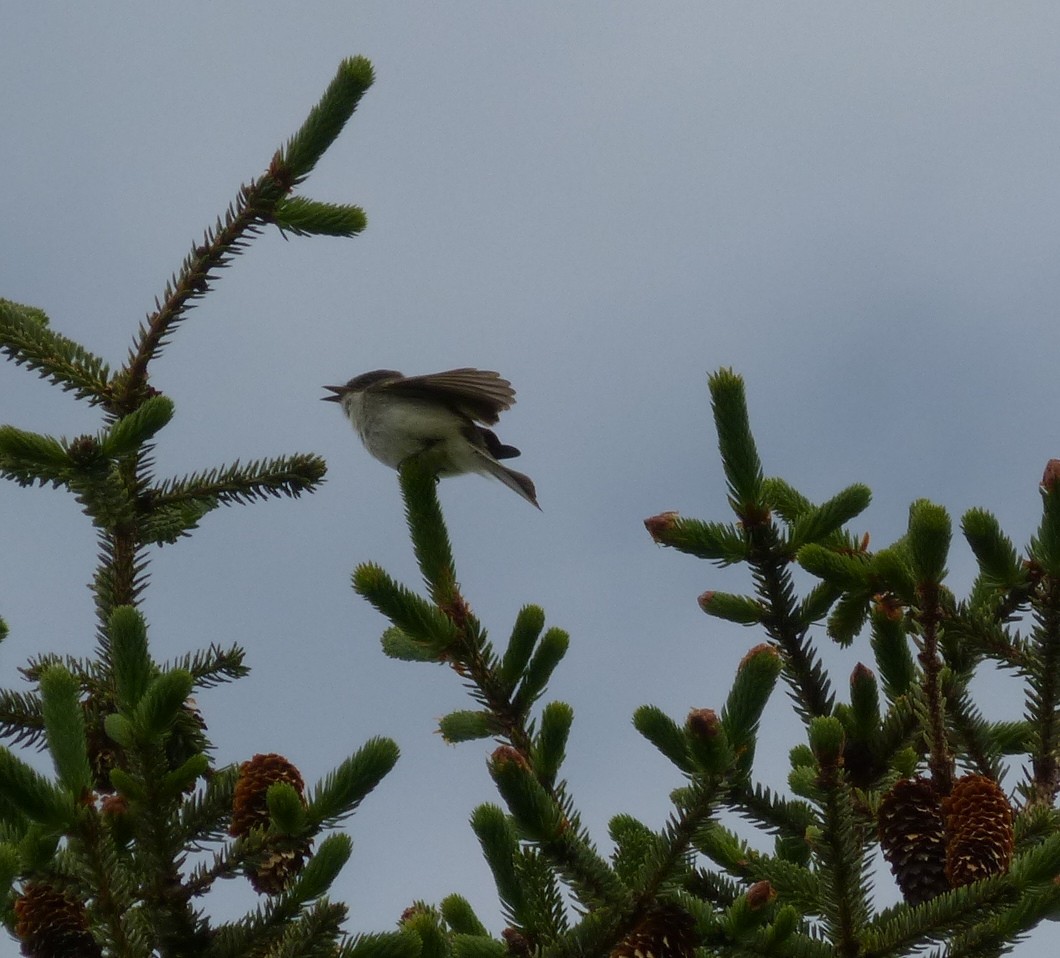 tyranovec domácí - ML629986869