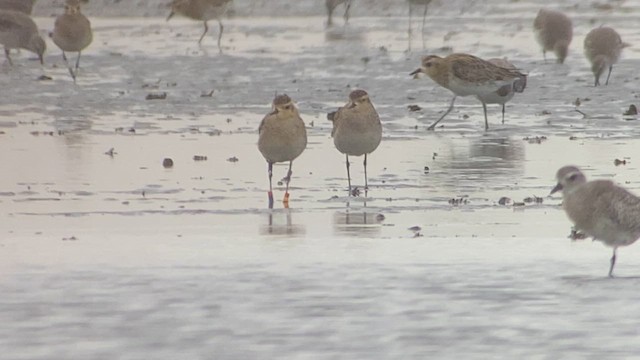 Pacific Golden-Plover - ML629986902
