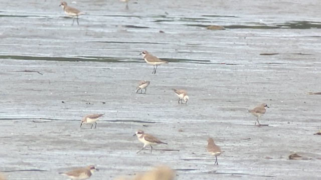 Red-necked Stint - ML629986922