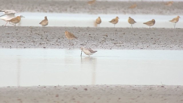 Nordmann's Greenshank - ML629987076
