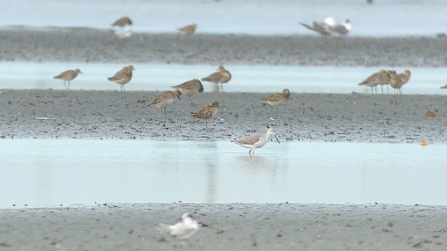 Nordmann's Greenshank - ML629987077