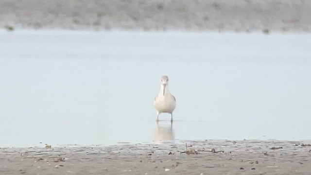 Nordmann's Greenshank - ML629987078
