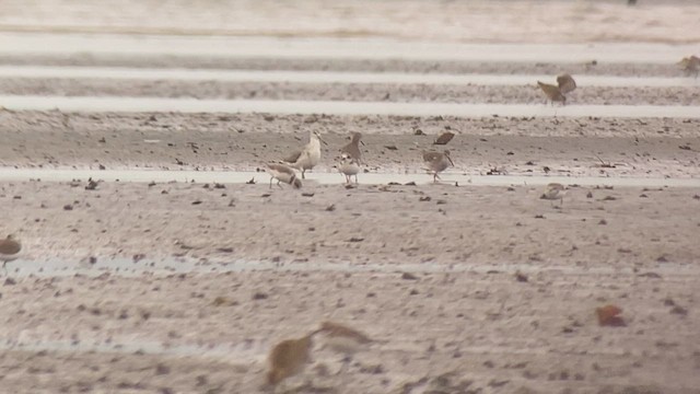 Nordmann's Greenshank - ML629987079