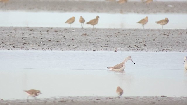 Nordmann's Greenshank - ML629987080