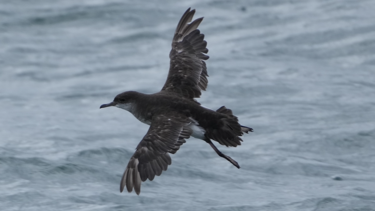 Fluttering Shearwater - ML629987556