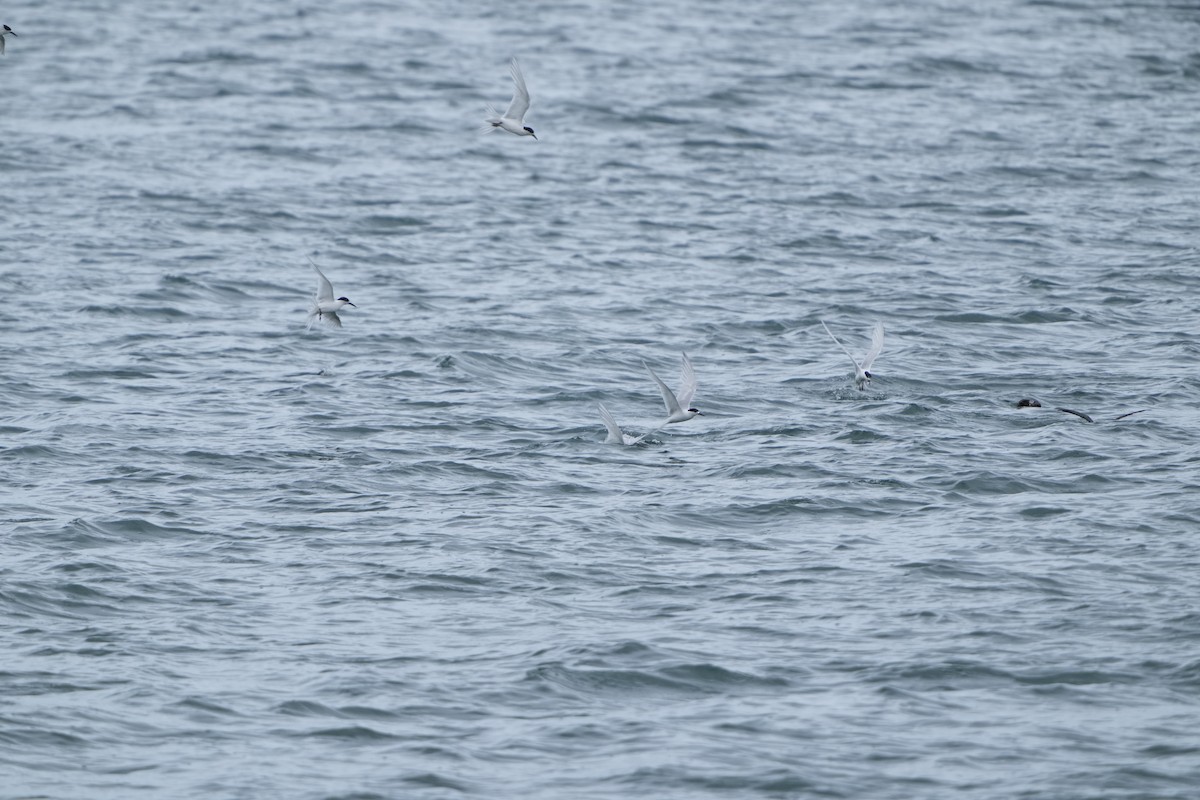 White-fronted Tern - ML629987701