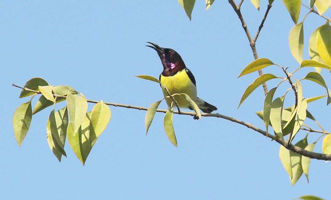 Purple-rumped Sunbird - ML629987719