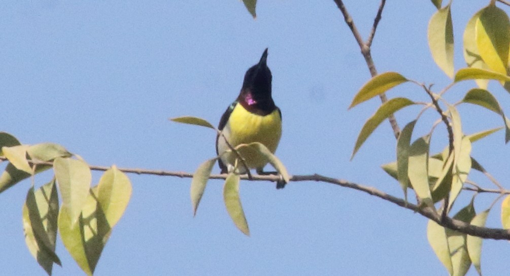 Purple-rumped Sunbird - ML629987720
