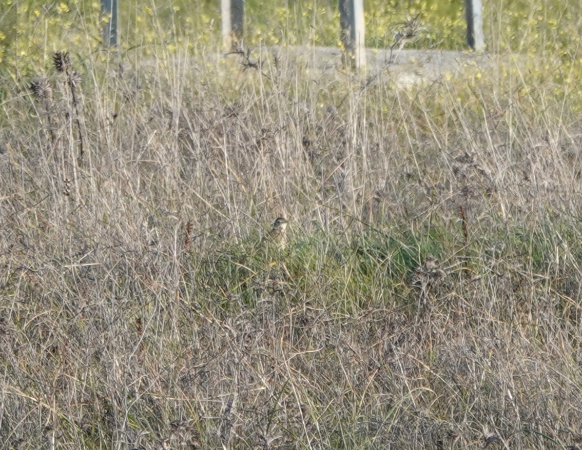 Richard's Pipit - ML629987826