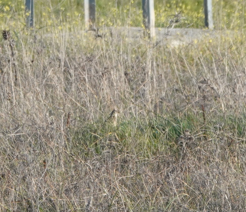Richard's Pipit - ML629987827