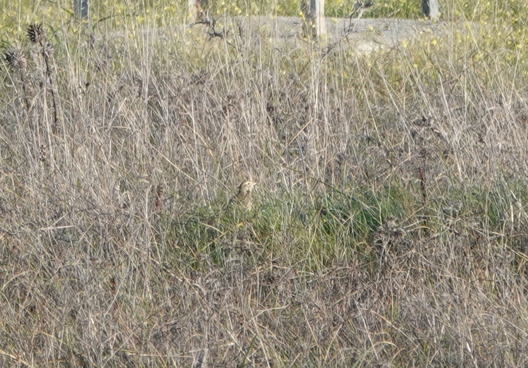 Richard's Pipit - ML629987828