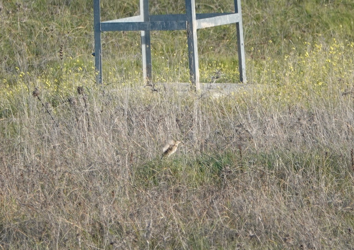 Richard's Pipit - ML629987829