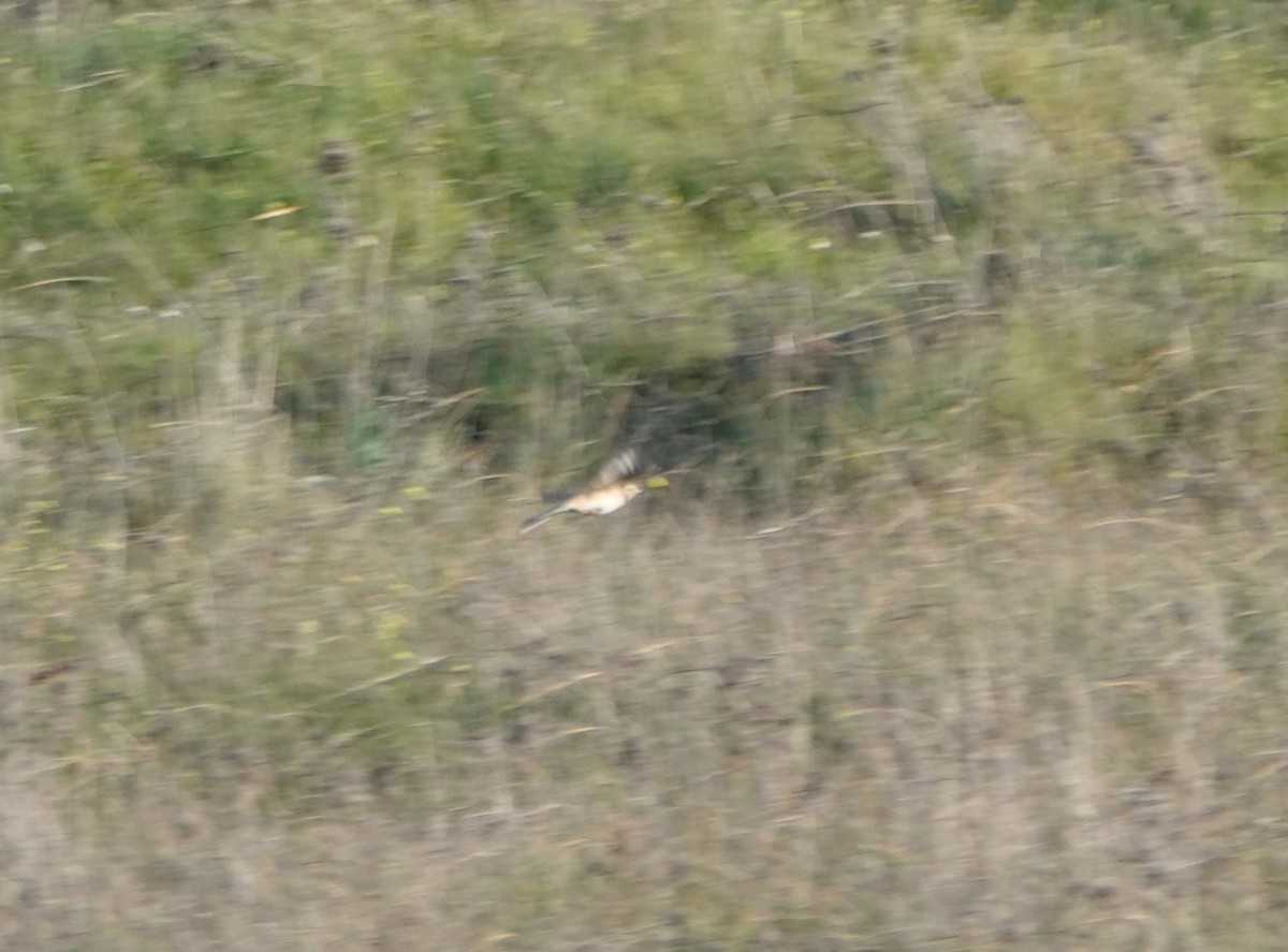 Richard's Pipit - ML629987830
