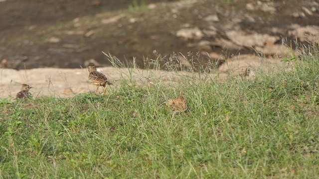 Oriental Skylark - ML629988012