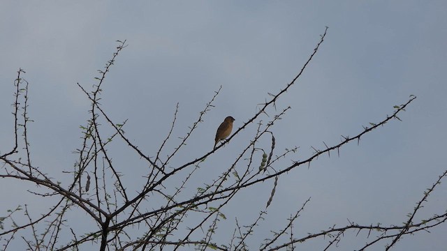 Indian Silverbill - ML629988049