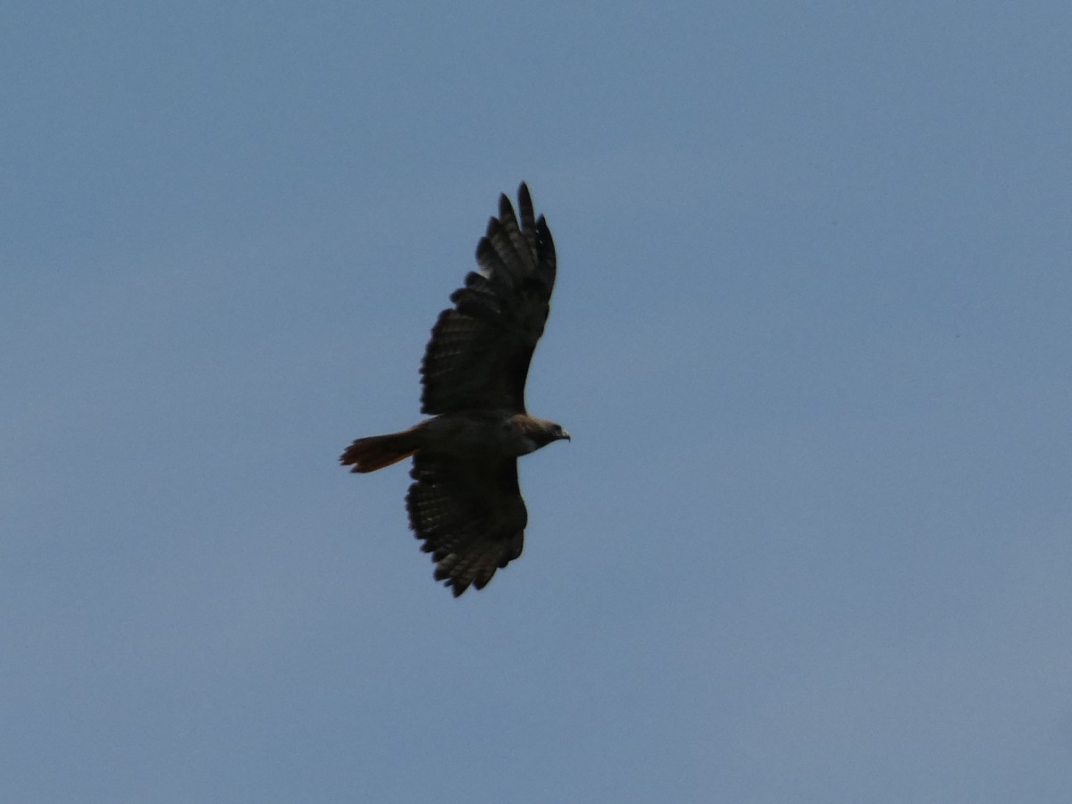 Rotschwanzbussard (calurus/alascensis) - ML629988095