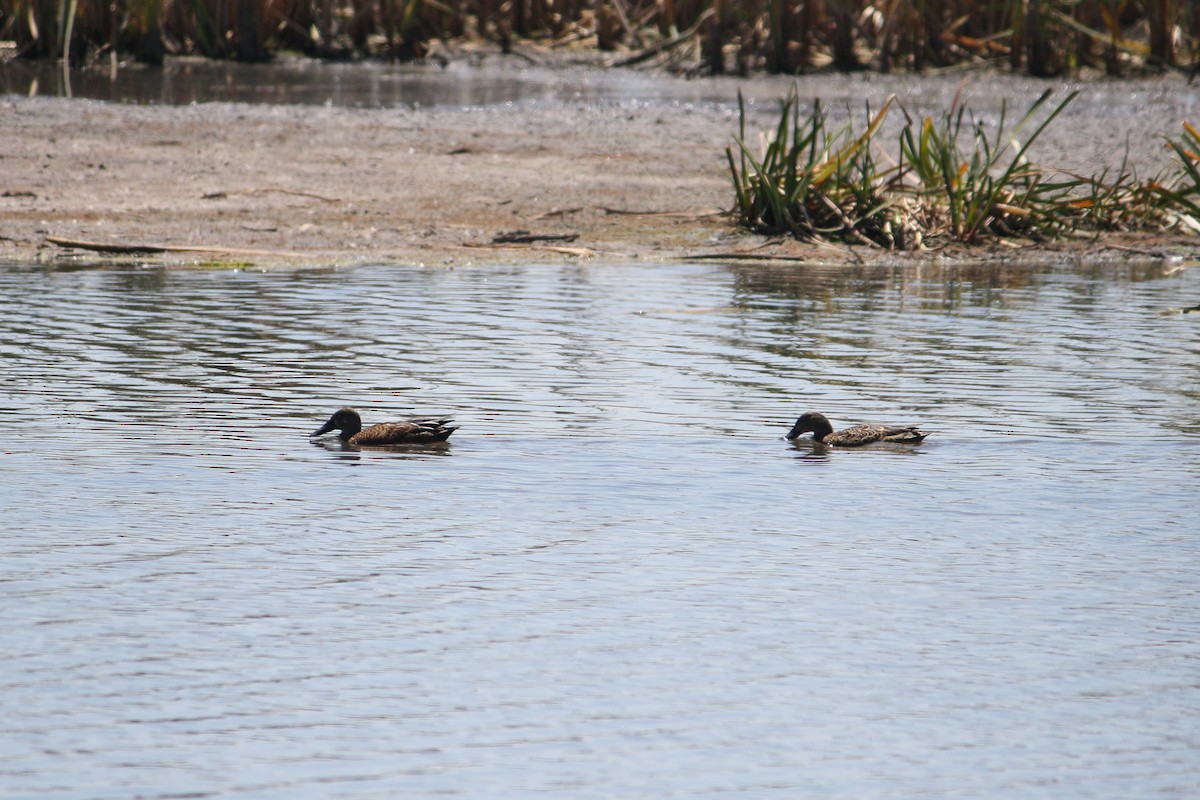 Canard bridé - ML629988276