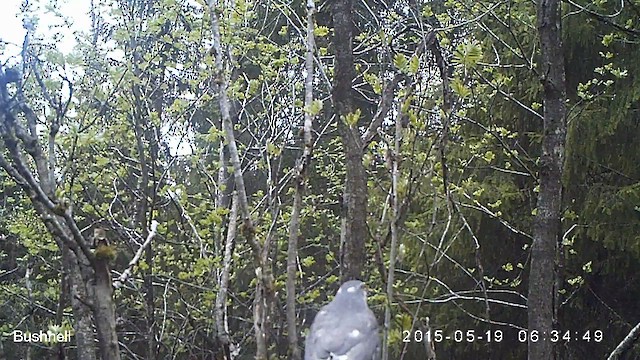 krahujec obecný - ML629988747